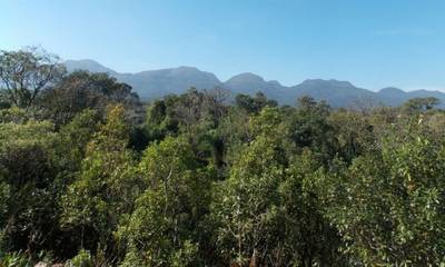 Operação Mata Atlântica em Pé 2022 inicia hoje em Santa Catarina