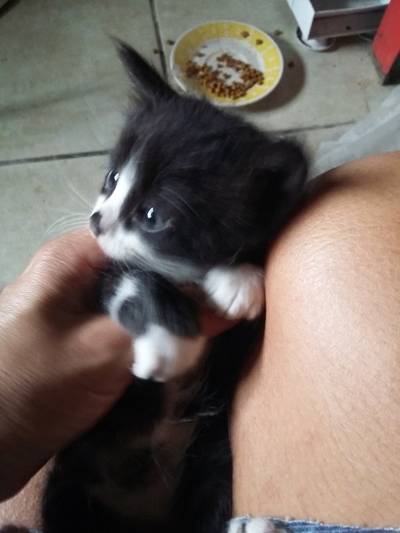 Animal para doação - Gatinhos