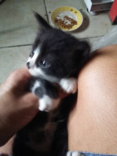 Animal para doação - Gatinhos