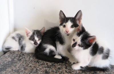 Animal para doação
