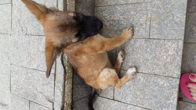 Animal encontrado no bairro Fábio Silva