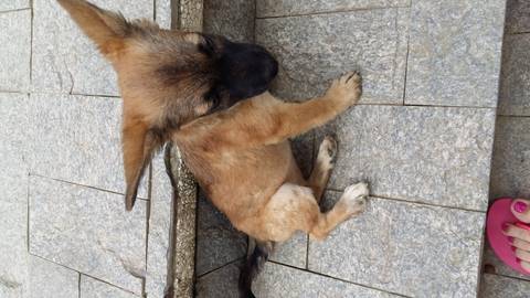 Animal encontrado no bairro Fábio Silva