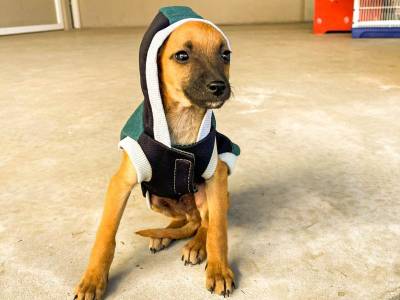 Criciúma Shopping realiza 9ª feira de adoção de animais do ano