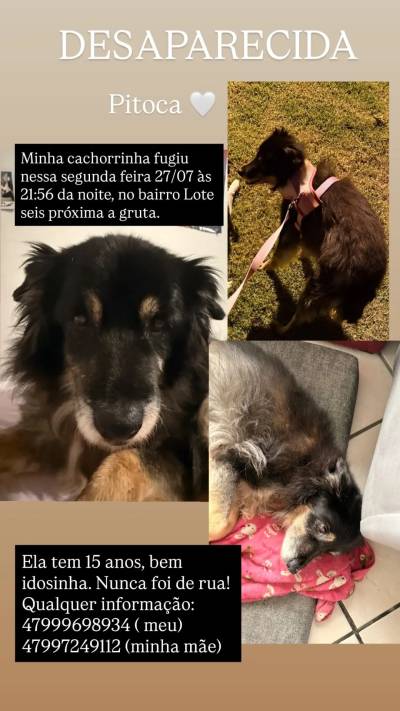 Procura-se Pitoca