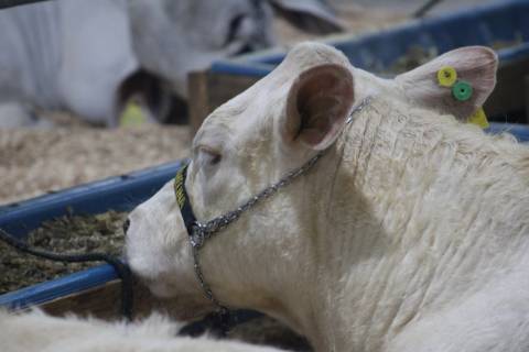 Criciúma: veja as fotos da abertura oficial da Feira AgroPonte 2025