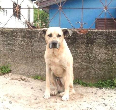 Procura-se Cão Macho Porte Grande