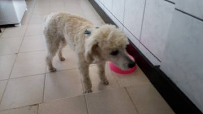 Animal encontrado no bairro Operária Nova