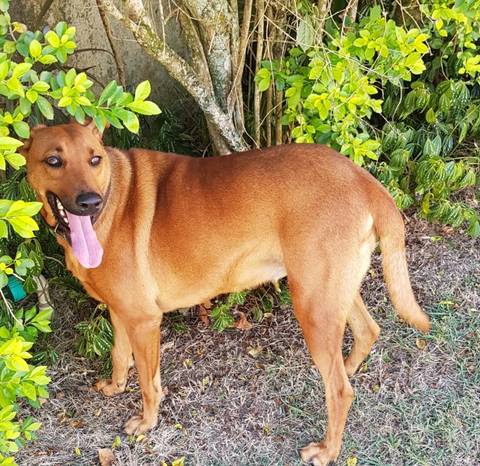 Cachorra perdida em Criciúma 