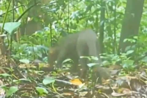 Espécie rara de animal silvestre é flagrada pela primeira vez em vídeo em Criciúma
