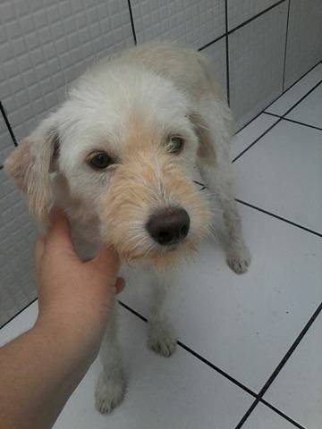 Animal para doação - Dalila
