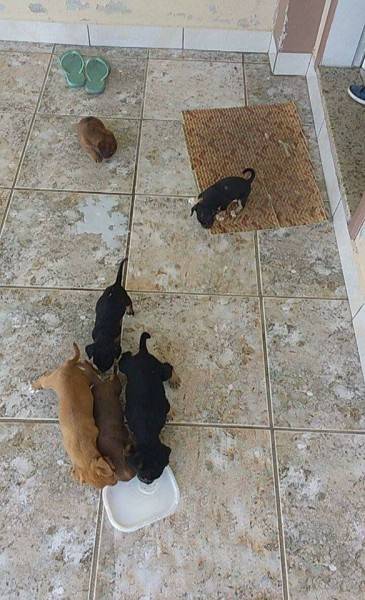 Animal para doação - Filhotes Abandonados