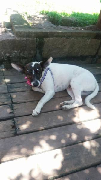 Animal para doação - Clara