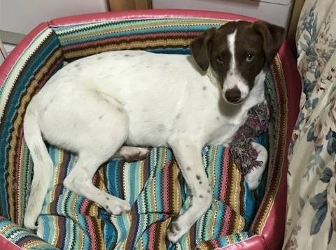 Animal para doação - Belinha