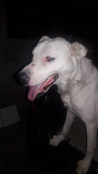 Animal encontrado no bairro Pinheirinho