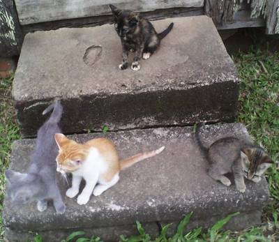 Animal para doação - Gatinhos