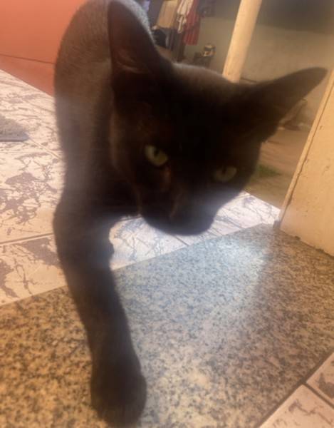 Animal encontrado no bairro Raichaski