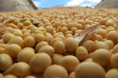 Agronegócio responde por 70% das exportações catarinenses no primeiro quadrimestre de 2020