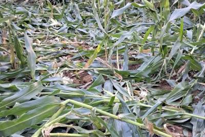 Vídeos e fotos: javalis destroem lavouras no Sul de SC e preocupam agricultores