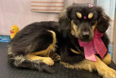 Cachorra está para adoção e espera um novo lar