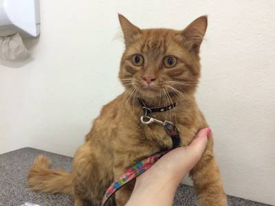 Animal encontrado no bairro 