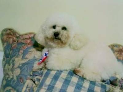 Procura-se poodle