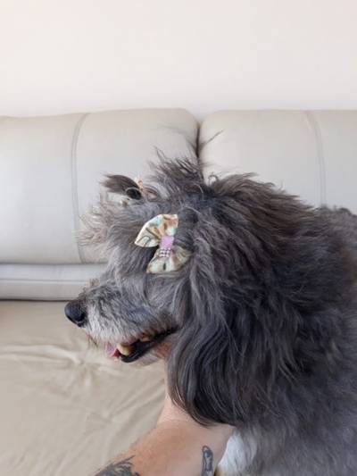 Animal encontrado no bairro Zona Sul