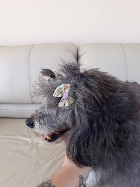 Animal encontrado no bairro Zona Sul