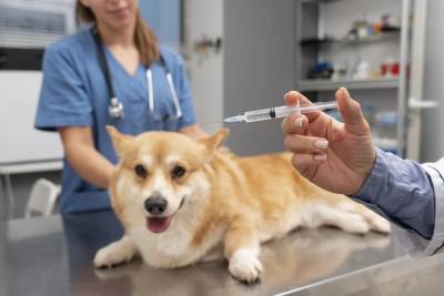 Vacinação pet: conheça imunizantes que previnem zoonoses