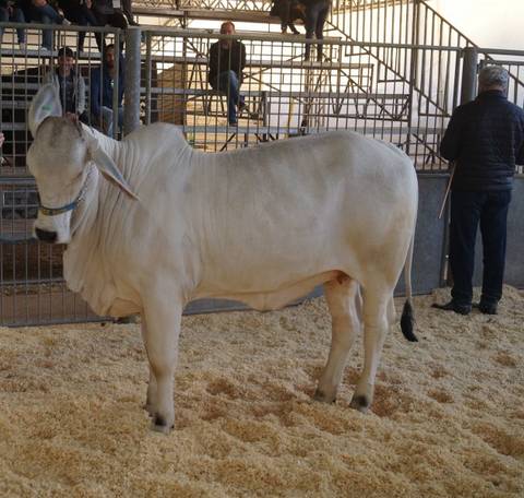 Há 29 anos, raça Brahman chegava em Santa Catarina; bovinos estarão na AgroPonte