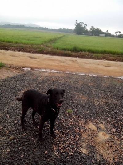 Animal encontrado no bairro Vila Feltrin
