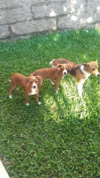 Animal para doação - Clara, Cacau e Cristal