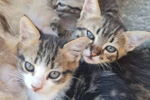 Feira de adoção de cães e gatos reúne ONGs neste sábado em Criciúma