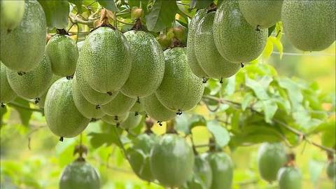 No Sul do Estado, evento internacional discutirá sobre o cultivo do maracujá