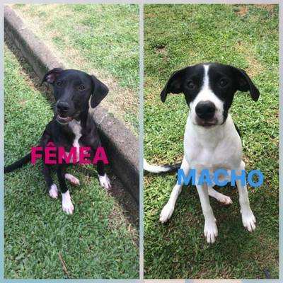 Animal para doação - Cachorrinhos Para Adoção