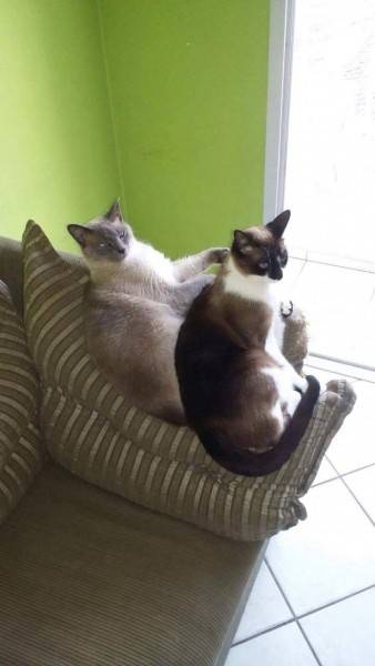 Animal para doação - Gatinhos