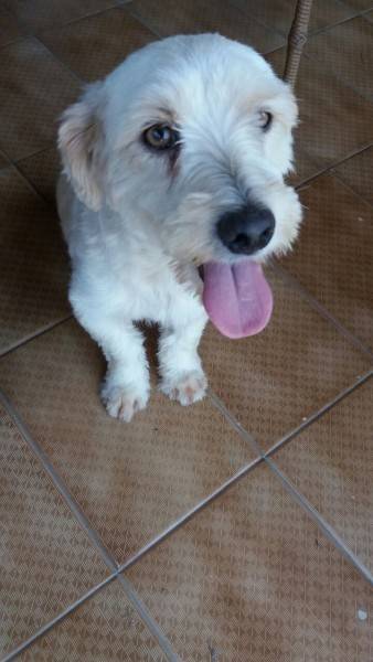 Animal encontrado no bairro Zona Norte
