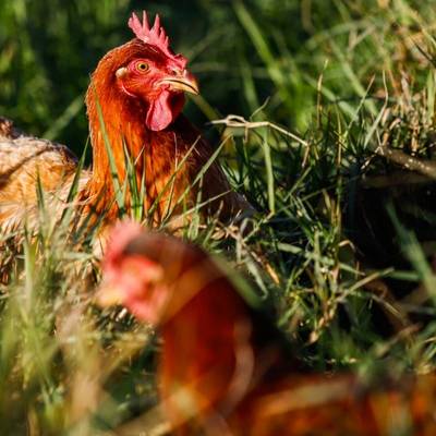 Santa Catarina suspende eventos com aves como forma de prevenção à Influenza Aviária