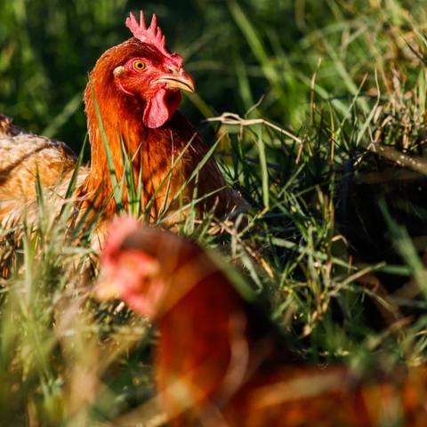 Santa Catarina suspende eventos com aves como forma de prevenção à Influenza Aviária