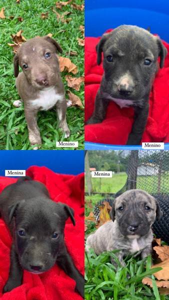 Cachorros para adoção 