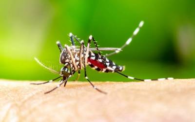 Primeiro caso de dengue é registrado em Urussanga 