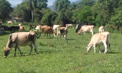 Bovino no pasto em ênfase em dia de campo