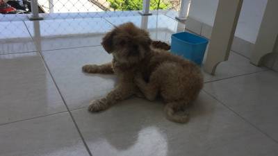 Animal encontrado no bairro Centro 