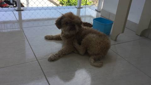 Animal encontrado no bairro Centro 