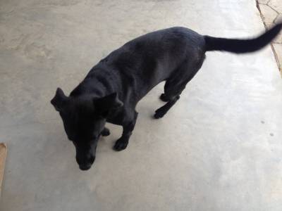 Animal encontrado no bairro São Luis