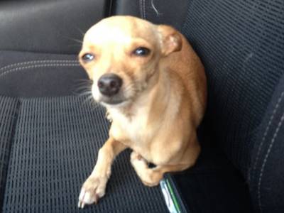 Animal Encontrado