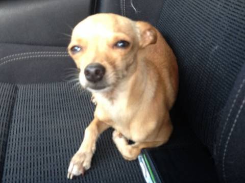Animal Encontrado