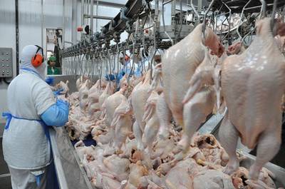Santa Catarina segue habilitada a exportar carne de frango para Arábia Saudita