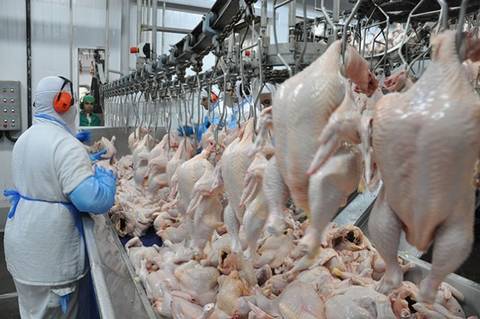 Santa Catarina segue habilitada a exportar carne de frango para Arábia Saudita