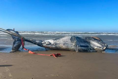 Baleia-jubarte é encontrada encalhada sem vida em Laguna; veja fotos