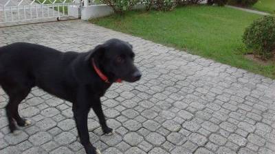 Animal encontrado no bairro Pio Correia